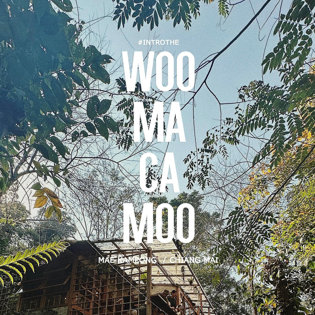 被森林包圍的民宿——Woo Ma Ca Moo民宿